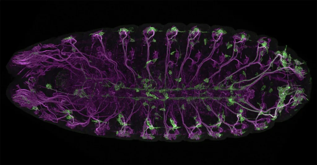 Drosophila Brain Map: An Innovative Neuroscience Development