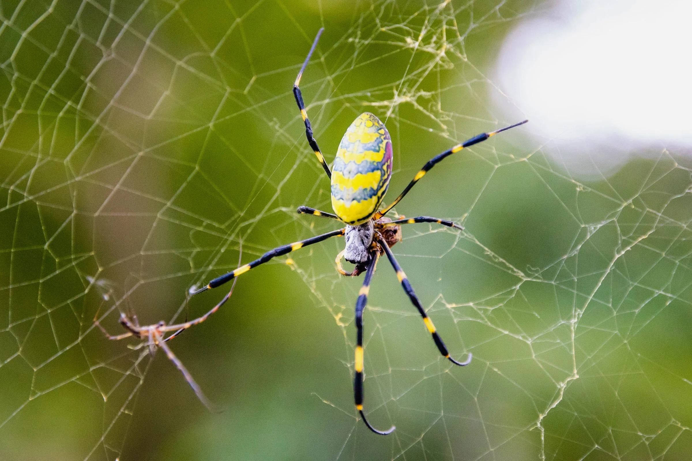 Massive Joro Spiders Keep Moving Northward